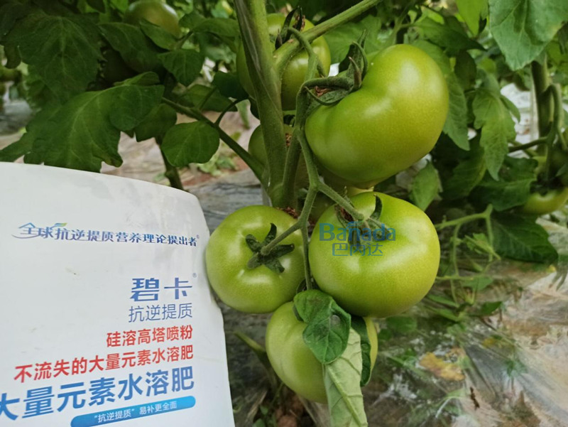 水溶肥什么品牌好？應該怎么選？