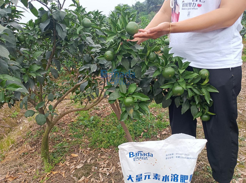 為什么種植戶都愛選擇碧卡水溶肥