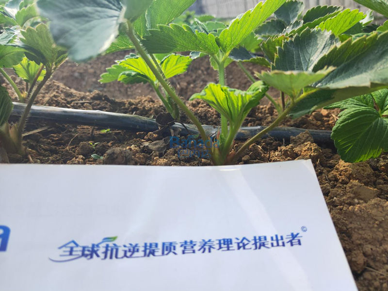 水溶肥真的可以提高草莓的品質嗎？