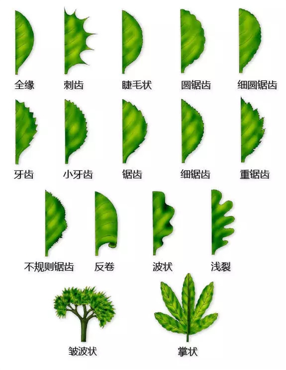 认植物 | 教科书般的植物形态图解，超全！