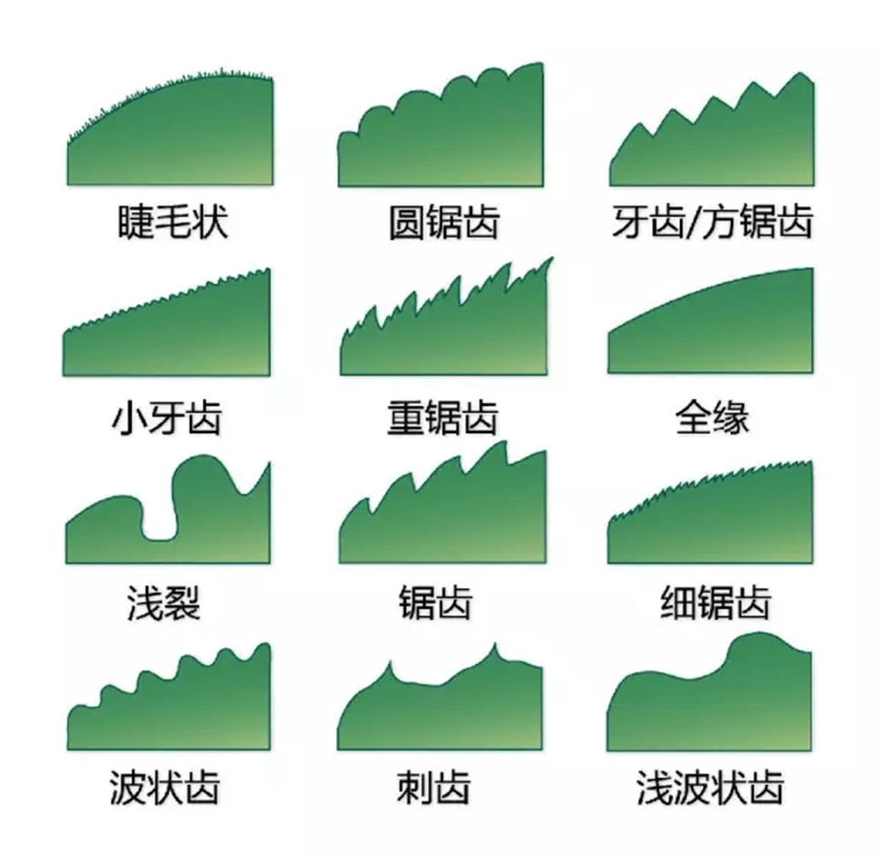 认植物 | 教科书般的植物形态图解，超全！