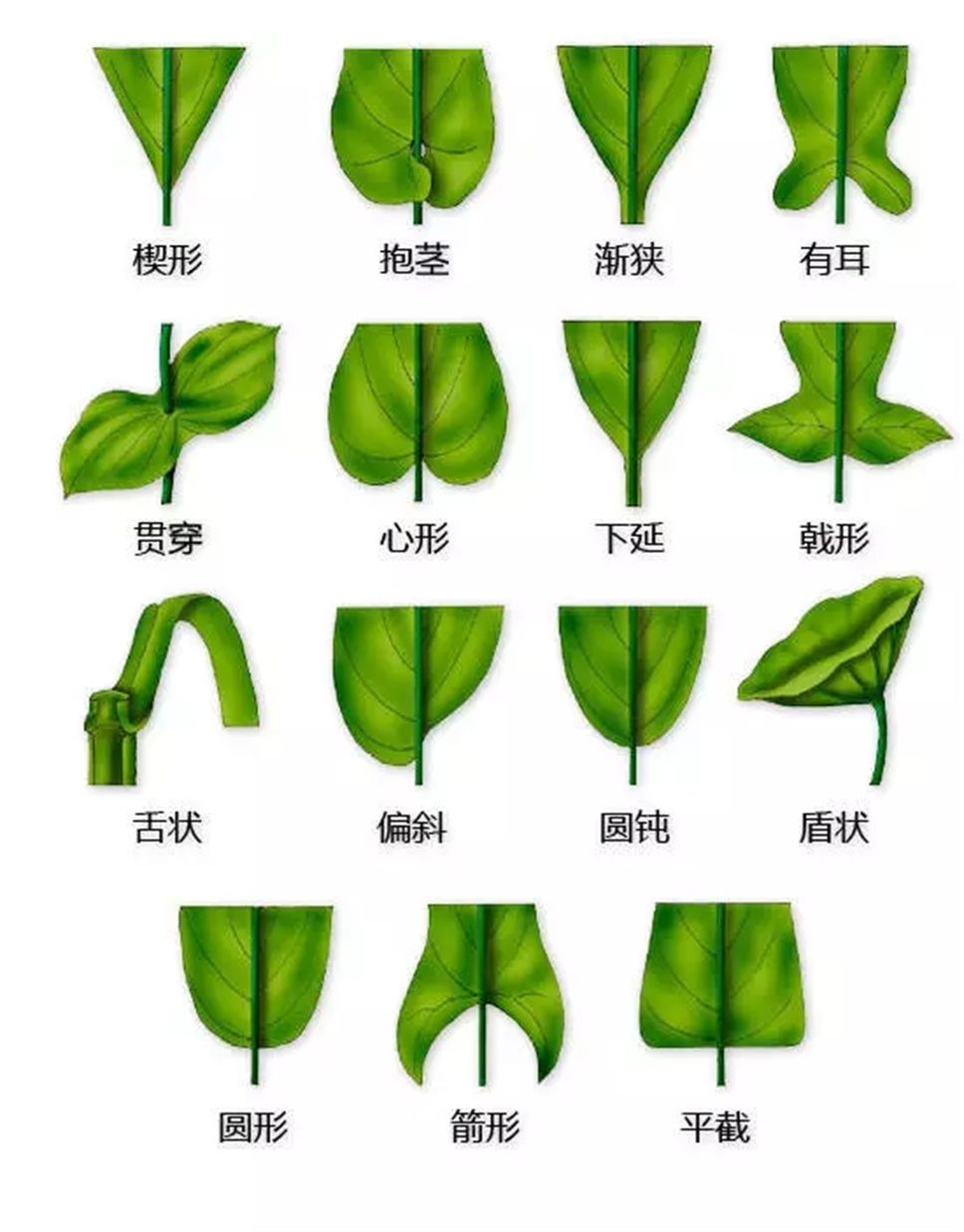 认植物 | 教科书般的植物形态图解，超全！