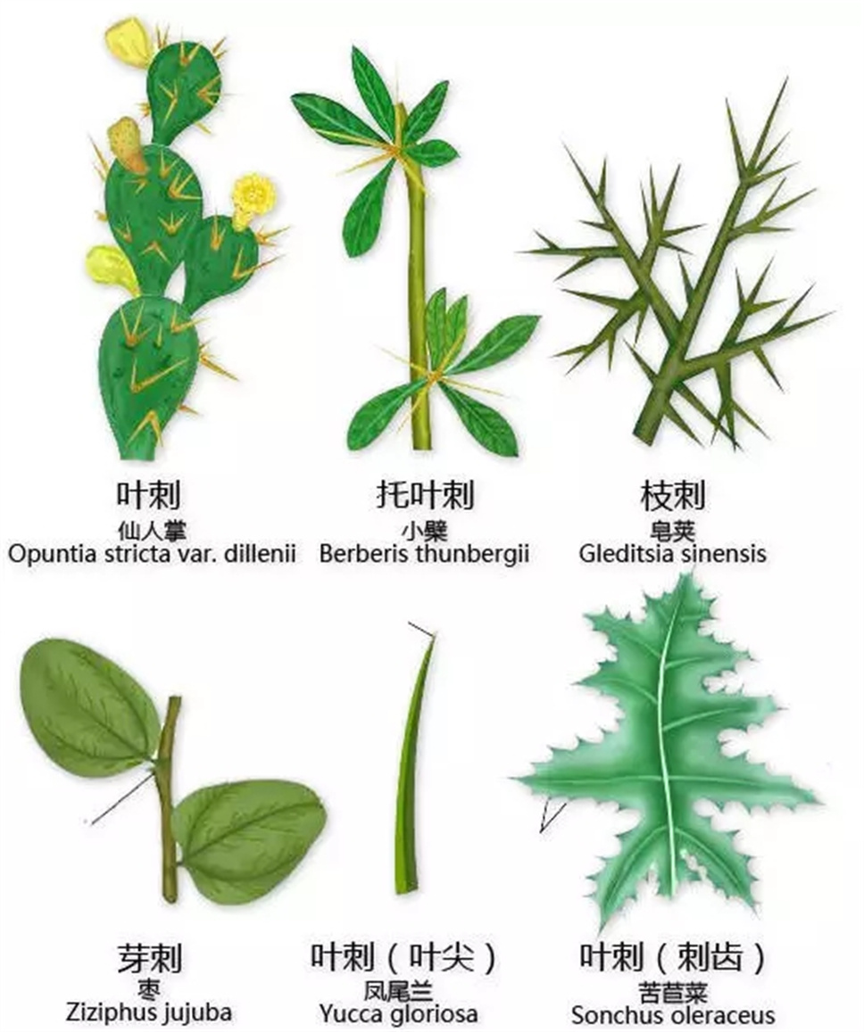 认植物 | 教科书般的植物形态图解，超全！