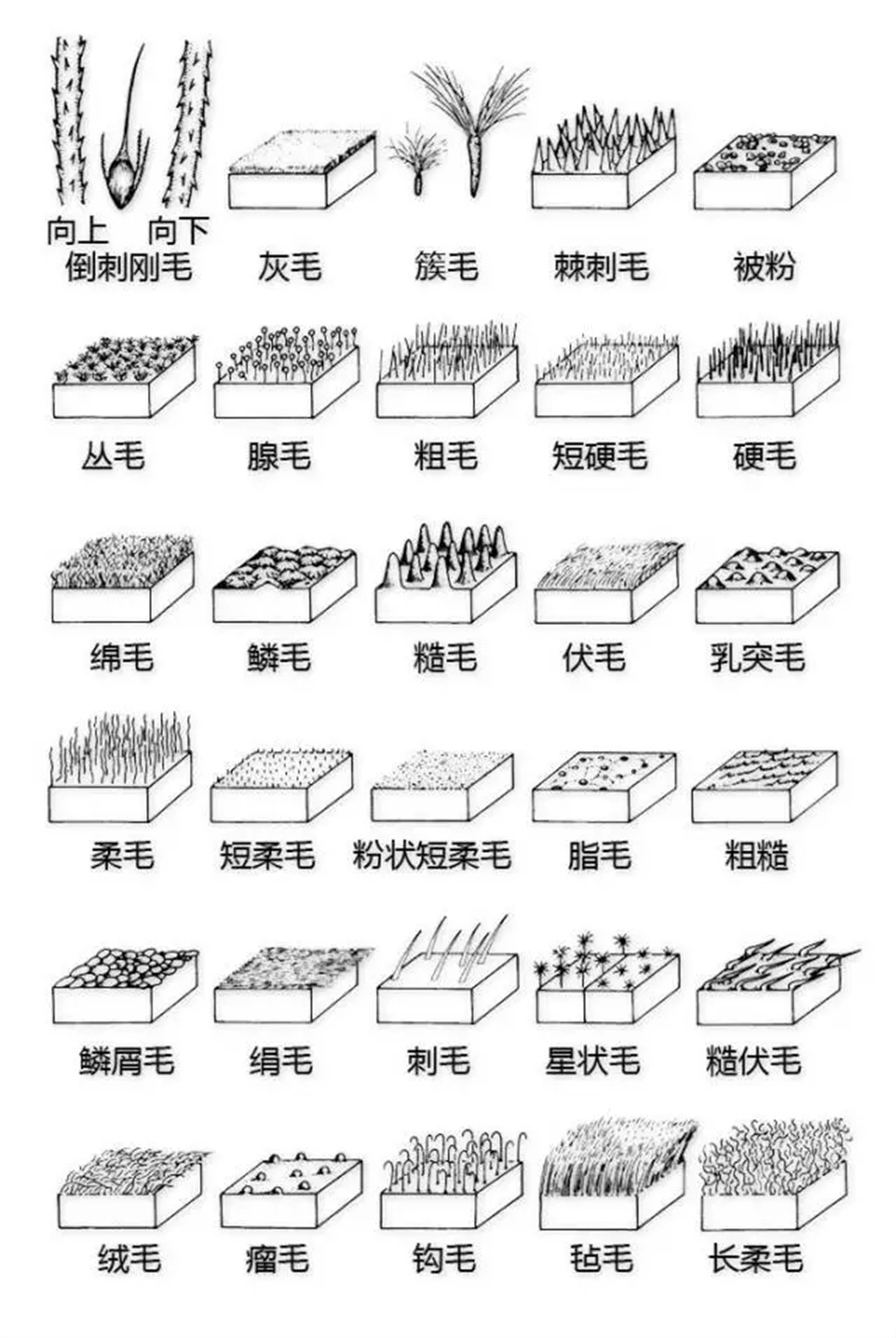 认植物 | 教科书般的植物形态图解，超全！