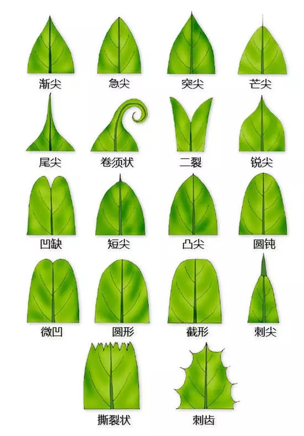 认植物 | 教科书般的植物形态图解，超全！