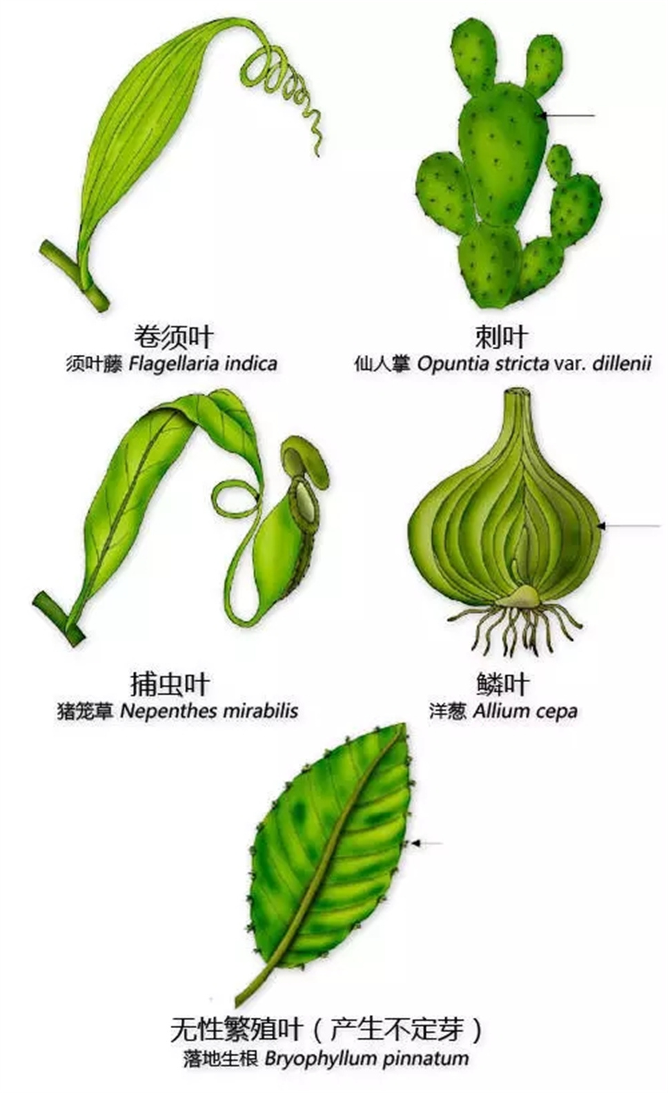 认植物 | 教科书般的植物形态图解，超全！