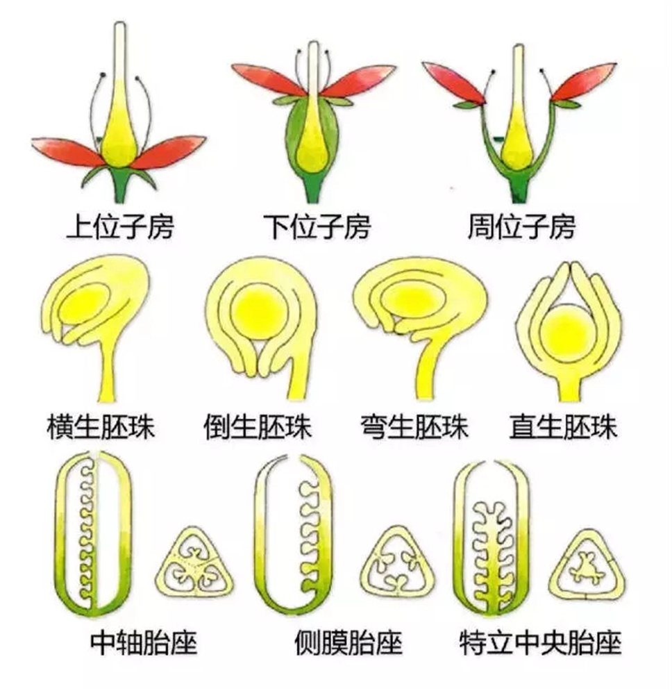 认植物 | 教科书般的植物形态图解，超全！