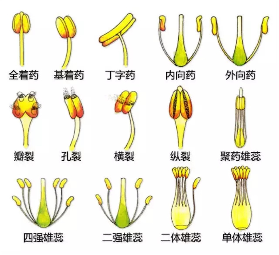 认植物 | 教科书般的植物形态图解，超全！