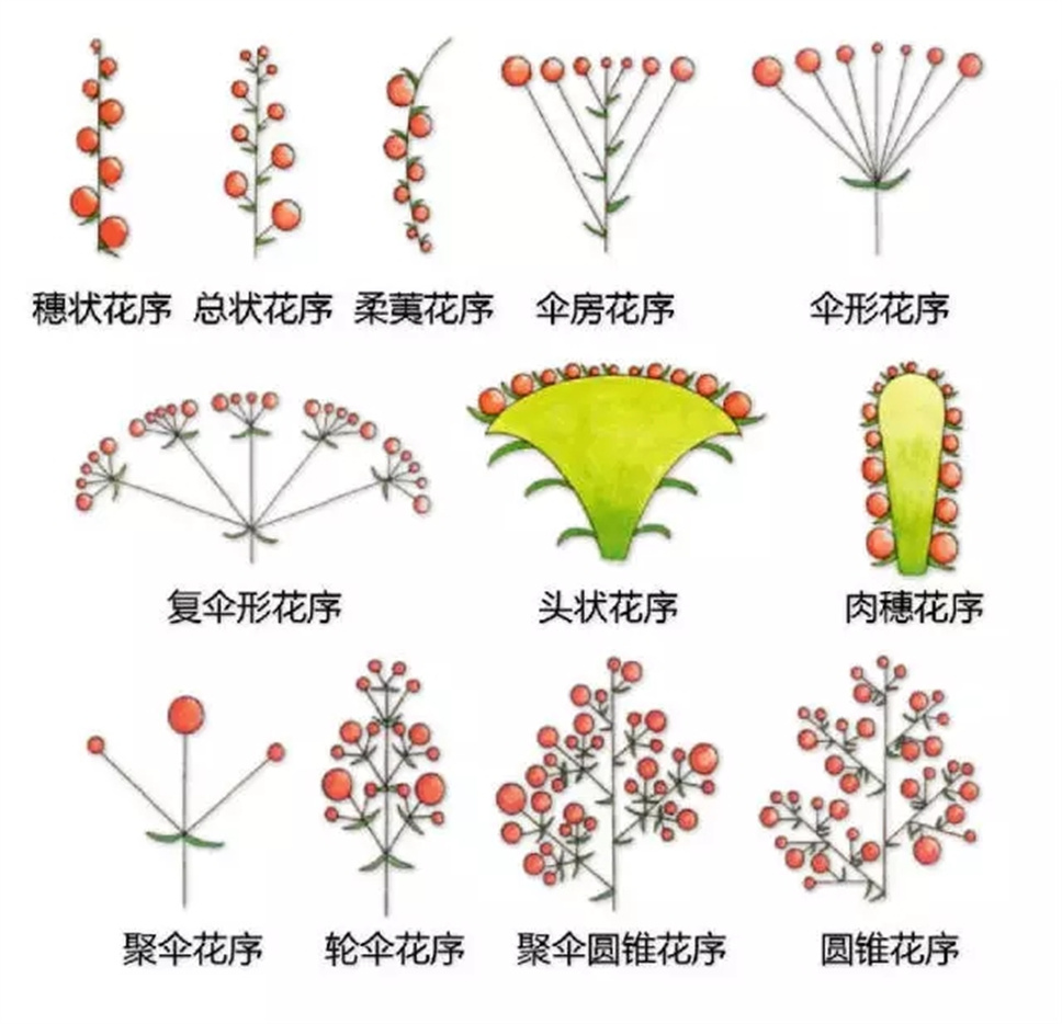 认植物 | 教科书般的植物形态图解，超全！