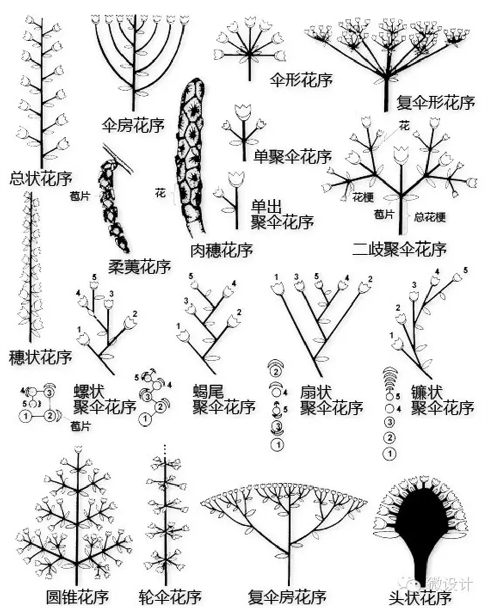 认植物 | 教科书般的植物形态图解，超全！