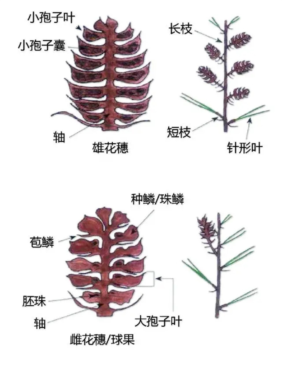 认植物 | 教科书般的植物形态图解，超全！