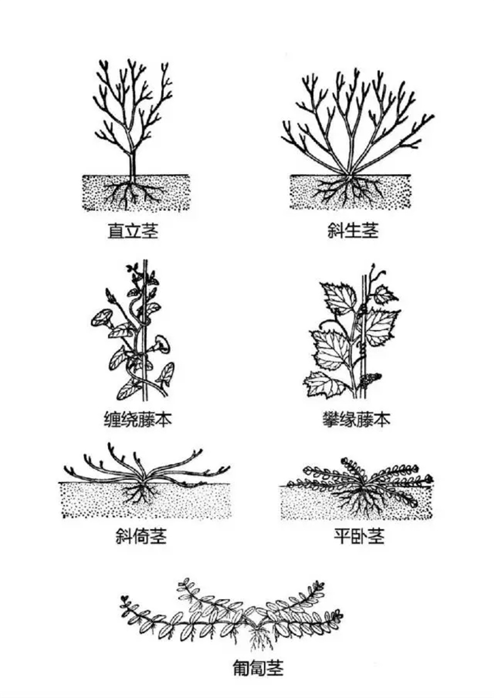 认植物 | 教科书般的植物形态图解，超全！