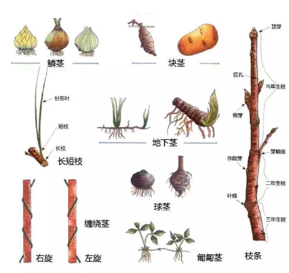 认植物 | 教科书般的植物形态图解，超全！