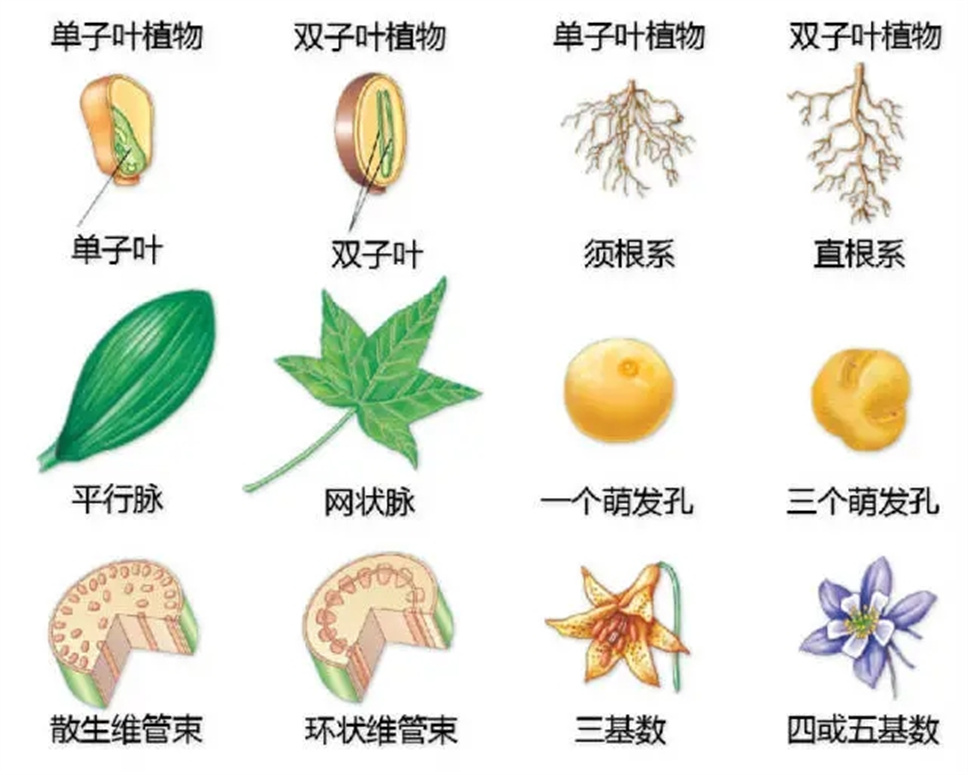 认植物 | 教科书般的植物形态图解，超全！