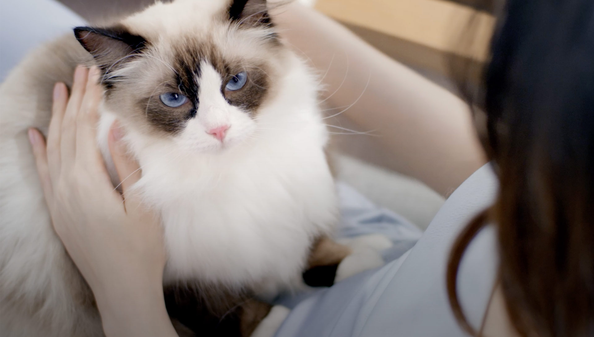LORDE猫粮
