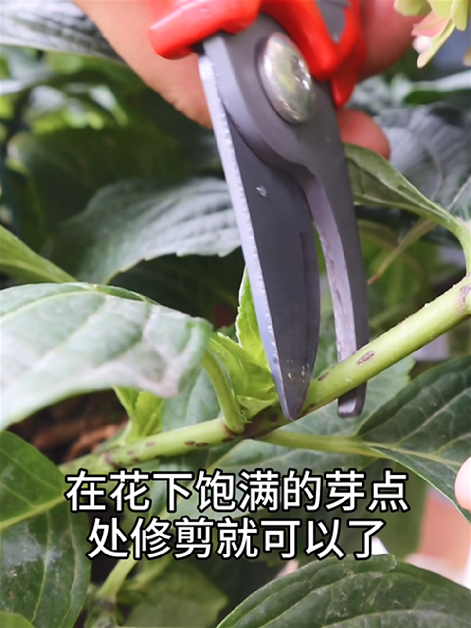 【实用技术】想要绣球花开成海？再不修剪就晚了！