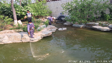 黑臭和高藻水体治理技术——投加菌种技术介绍