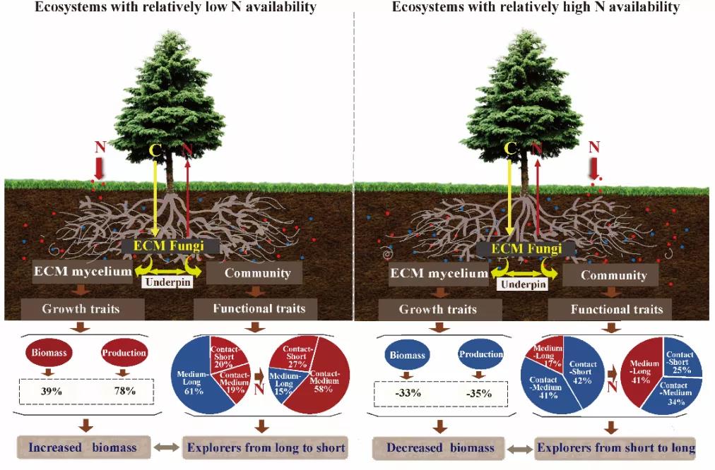 土壤肥力控制高寒森林外生菌根菌丝特征对N沉降的响应