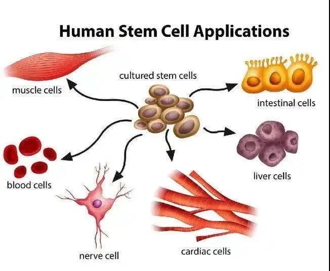人体内有大量的干细胞，还需要外源性补充干细胞吗？