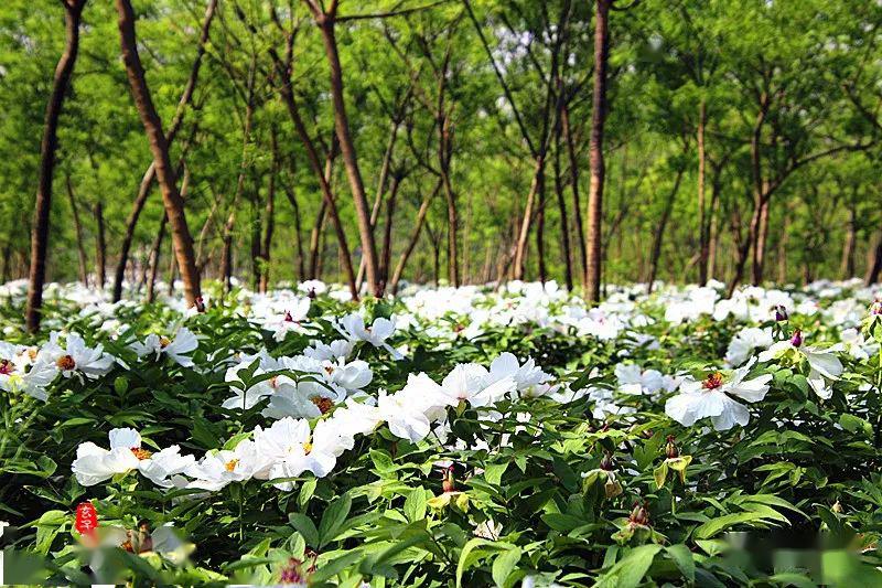 神木市锦界镇河湾村杂交构树试验示范基地