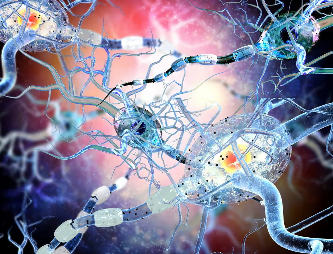 干细胞在神经发育障碍治疗中的应用
