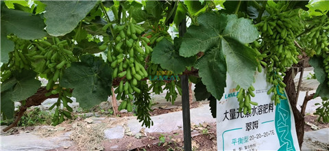 葡萄膨果用什么肥料好? 葡萄膨果用什么肥料好?