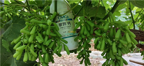 葡萄膨果用什么肥料好? 葡萄膨果用什么肥料好?