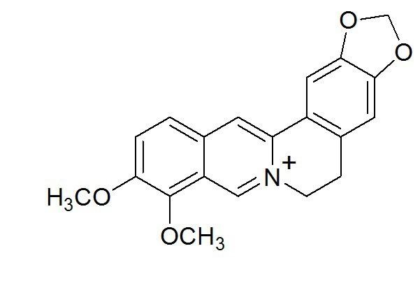 黄连素有望成为减肥新药