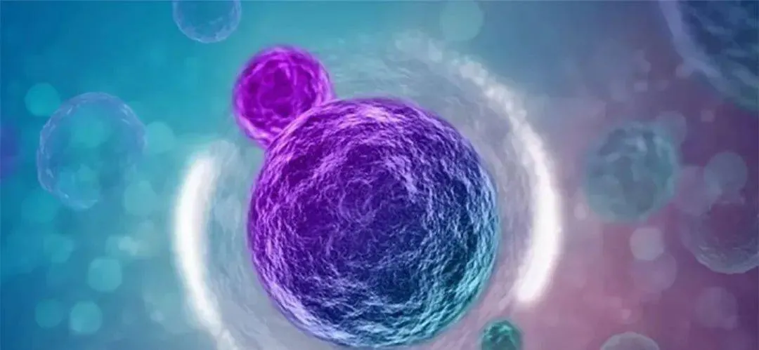 关于干细胞对类风湿性关节炎临床案例，疗效分析