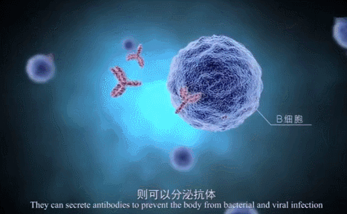 厉害了！免疫细胞杀死癌细胞的过程真是太震撼了！