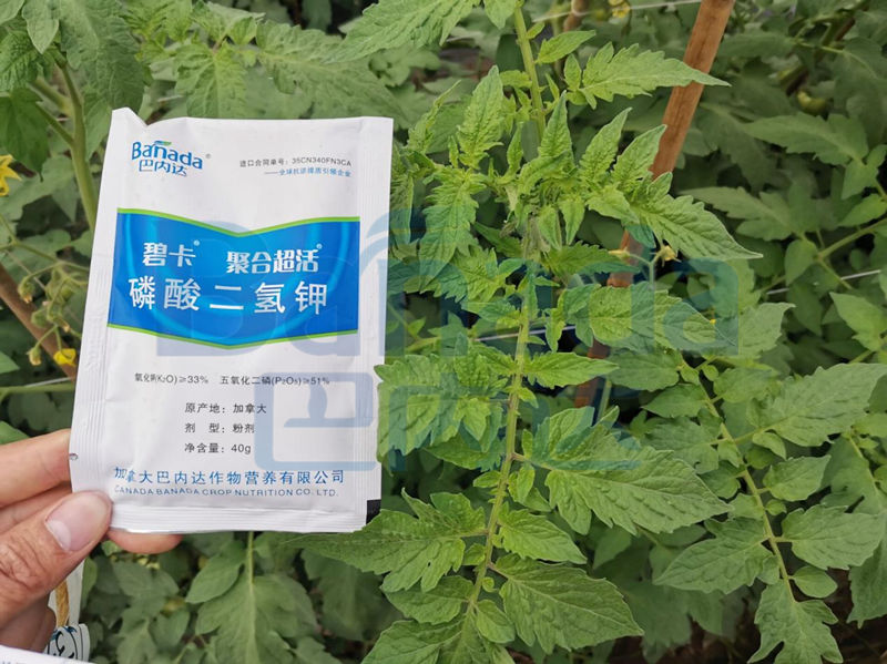 西紅柿用什么肥料好？一位老農資是這樣評價水溶肥的！