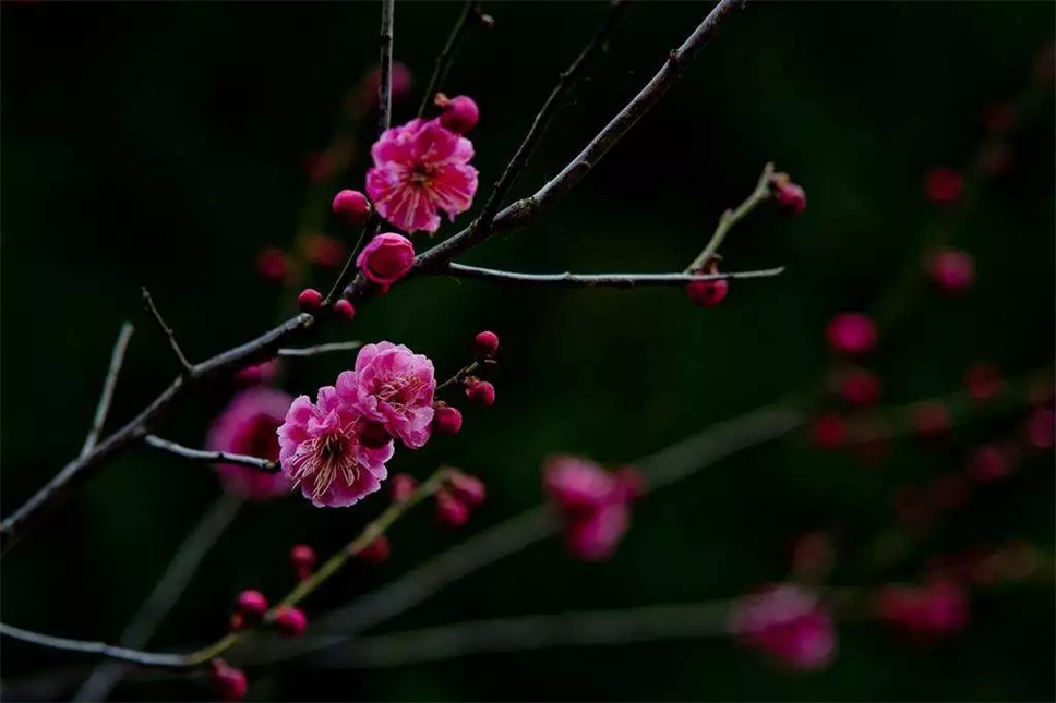 最美中国，最美植物！