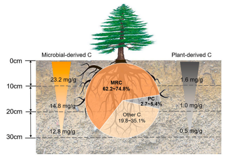 高寒针叶林根际微生物源碳和植物源碳的垂直分布格局