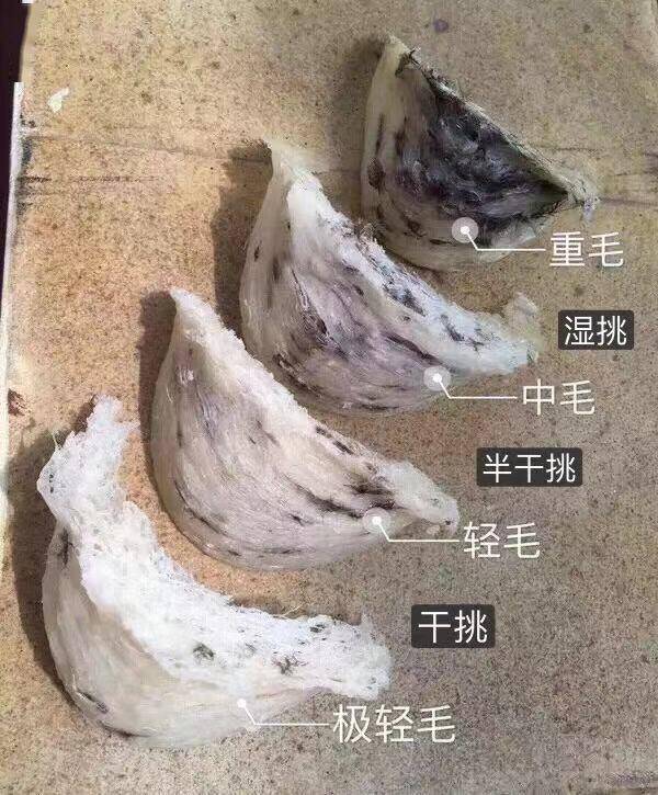 燕窩是智商稅嗎？