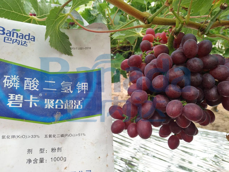 葡萄转色，用磷酸二氢钾效果好吗？