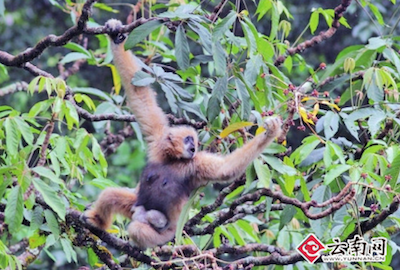 聯(lián)合國(guó)生物多樣性大會(huì)?保護(hù)生物多樣性與減貧如何兼得？