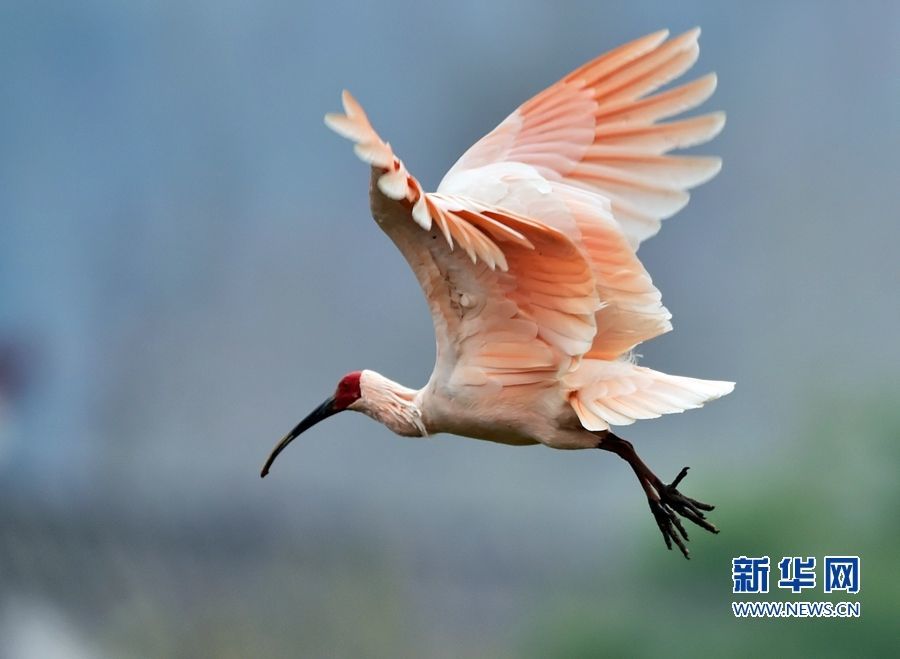 聯(lián)合國生物多樣性大會?保護(hù)生物多樣性與減貧如何兼得？