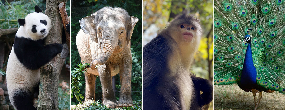 聯(lián)合國生物多樣性大會?保護(hù)生物多樣性與減貧如何兼得？