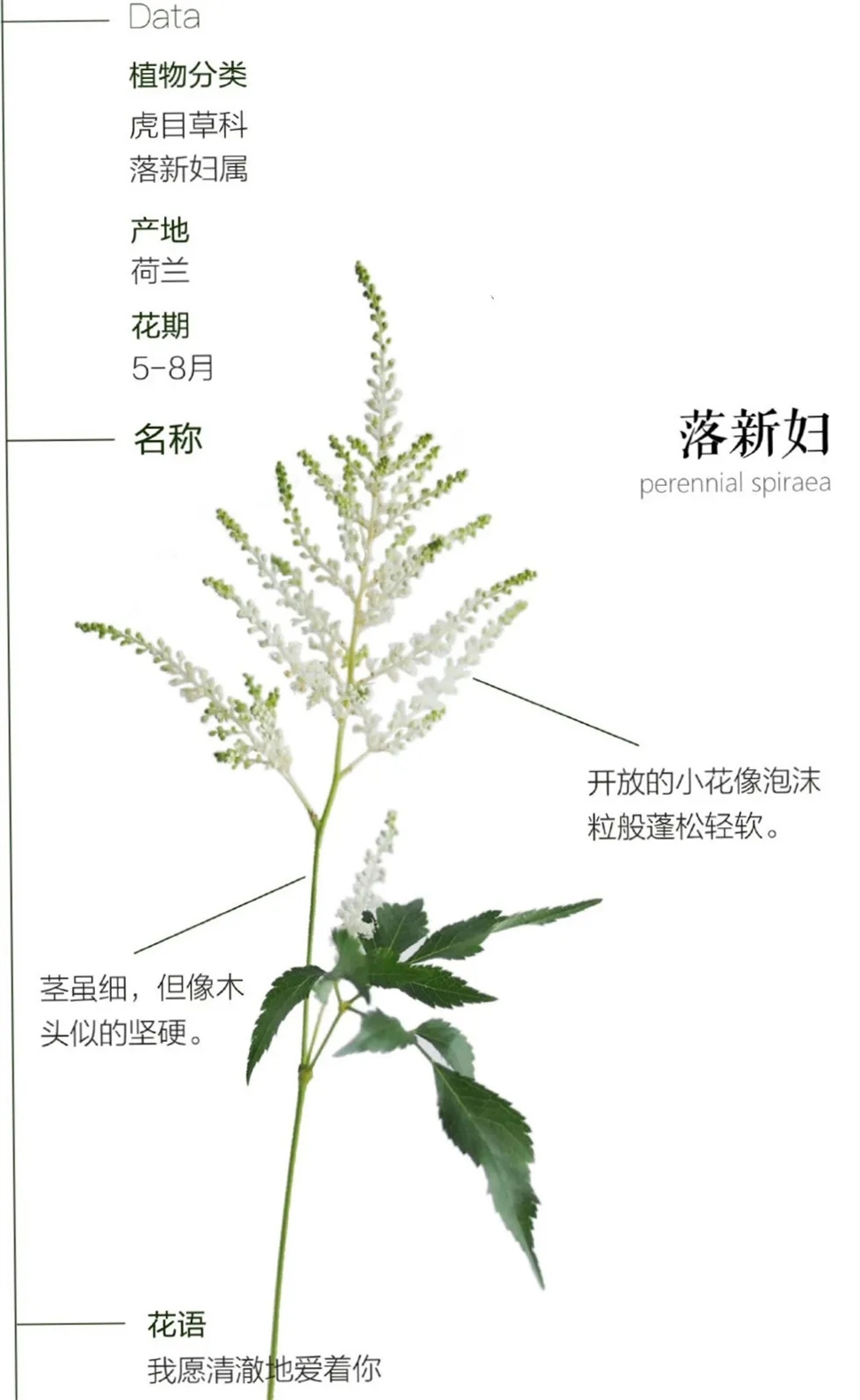 夢(mèng)幻花卉落新婦，這樣用絕對(duì)美煞旁人！