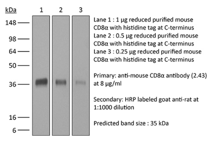 InVivoMAb anti-mouse CD8α，Bioxcell热销产品