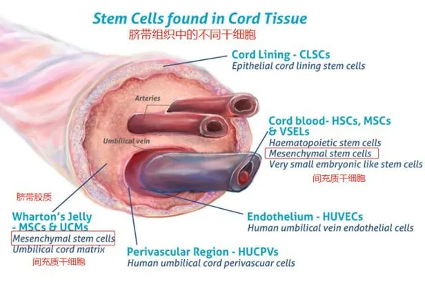 间充质干细胞：治疗难治疾病的效果和安全性