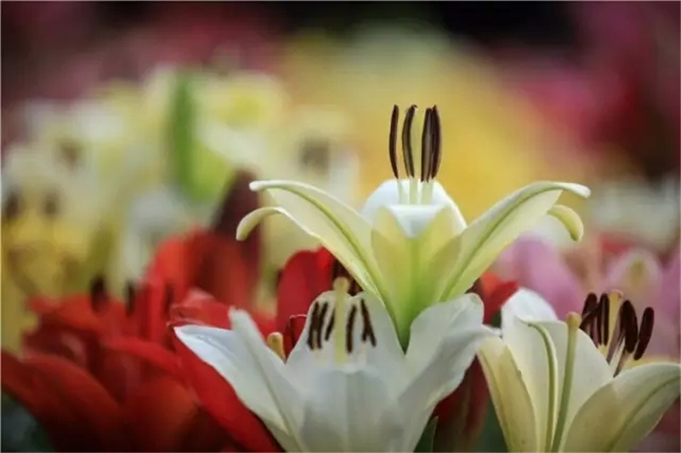 素有“云裳仙子”之称的百合花，为什么人人都爱她?