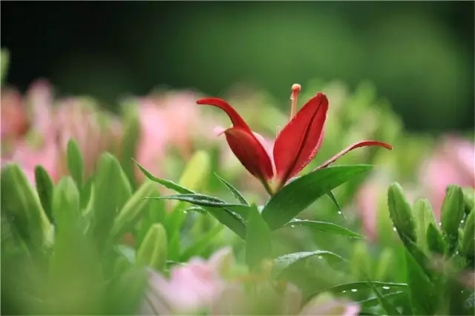 素有“云裳仙子”之称的百合花，为什么人人都爱她?
