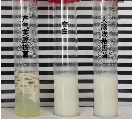 產(chǎn)氣莢膜梭菌“牛奶發(fā)酵”的原理與操作方法