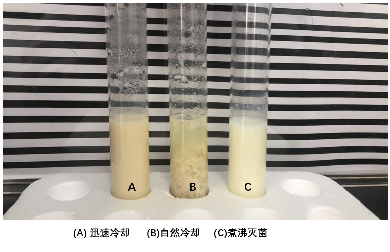 產(chǎn)氣莢膜梭菌“牛奶發(fā)酵”的原理與操作方法