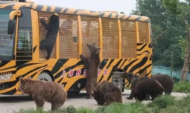  野生動物園里的游客，為啥總是癡迷于違規(guī)下車？