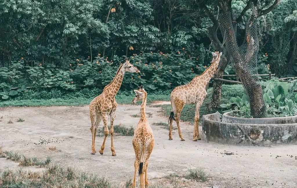  野生動物園里的游客，為啥總是癡迷于違規(guī)下車？