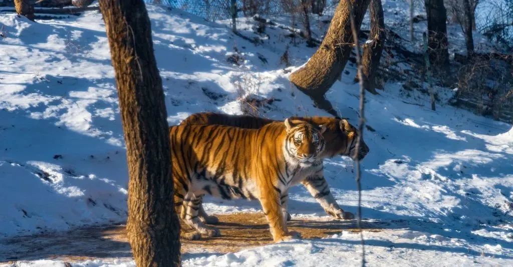  野生動物園里的游客，為啥總是癡迷于違規(guī)下車？