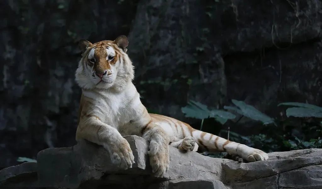  野生動物園里的游客，為啥總是癡迷于違規(guī)下車？