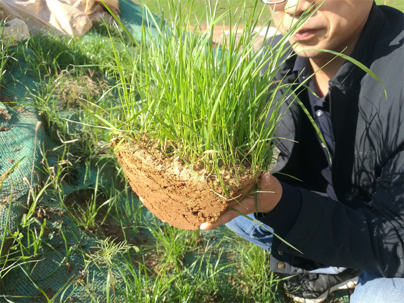 华美生态工程技术研究中心研发团队调研施工现场